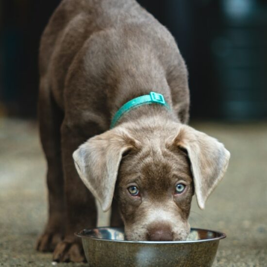 michael-starkie-fINu8MJ9ea0-unsplash